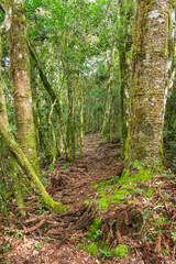 Hiking path through old Araucaria angustifolia trees in Sao Francisco de Paula, South of Brazil