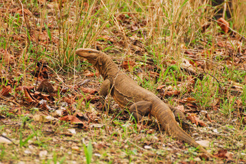 Indian Monitor Lizard prawling in the undergrowth at Kanha national park, India.
