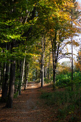 forest path, tree trunks and green bushes