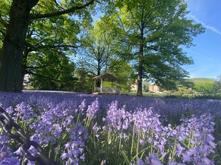 Naklejka premium A Purple Summer Awakens in the Wind