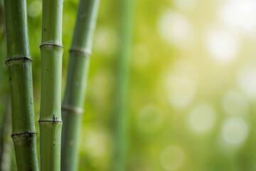 Obraz premium Closeup of bright green bamboo stems close up on a blurred green background with space for text or ads