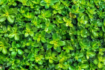 Obraz premium Zbliżenie zielonych liści na soczyście zielonym tle. Liście są małe i ciasno ułożone, tworząc gęsty i żywy wygląd. Koncepcja świeżości i witalności.