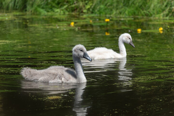 Two mute swan (Cygnus olor) chicks, gray and white, swim on the pond
