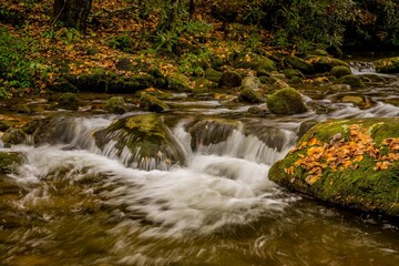 Grear Smoky Mountains National Park, Tennessee - A creek flowing through a hardwood forest with autumn leaves cover rocks and the forest floor, Roaring Fork Creek