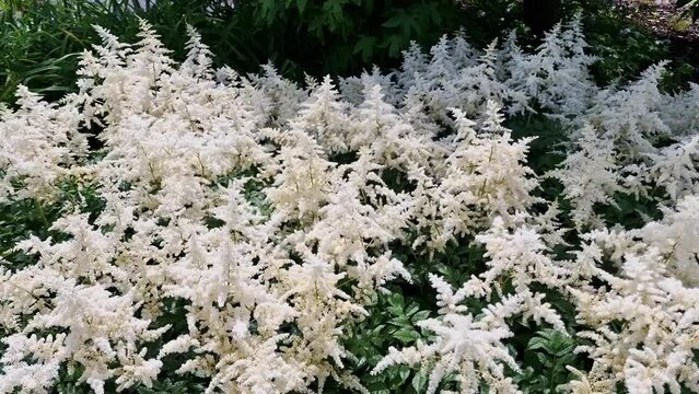 White astilbe plant an herbaceous summer autumn fall perennial flower commonly known as false goat's beard or false spirea, stock video footage