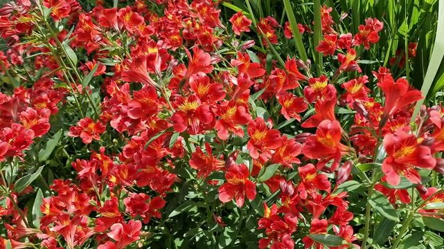 Red alstroemeria an herbaceous spring summer perennial flower plant commonly known as  Peruvian Lily, stock video footage