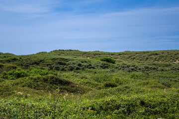 Fototapeta premium Picturesque green meadows and dunes on the island of Texel, in the north of the Netherlands.