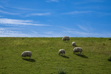 Picturesque green meadows and dunes on the island of Texel, in the north of the Netherlands.