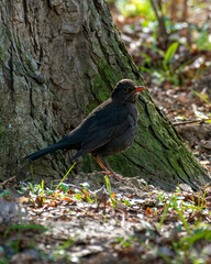 Common blackbird (female). Turdus merula. Eurasian blackbird.