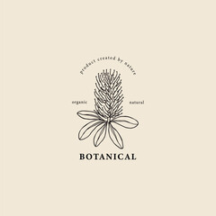 Hand drawn banksia flower logo