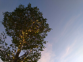 Ketapang Kencana Tree 1