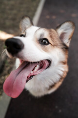 Portrait of a Pembroke Welsh Corgi dog on a sunny day. Sits and looks to the side, sticking out his tongue. Happy little dog. Concept of care, animal life, health, show