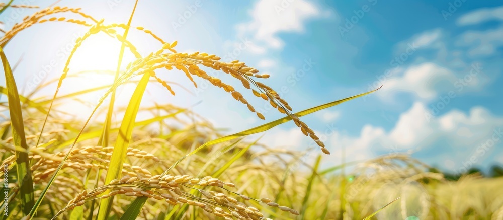Poster ripe indian rice grains with blue sky in a paddy field for text paste with a copy space image.