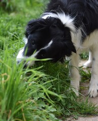 Dog eating, chewing grass, black and white border collie, animals