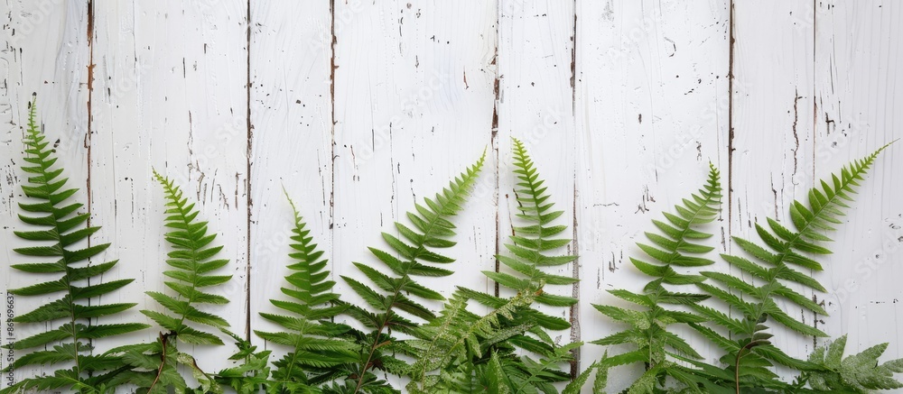 Poster fern displayed against a white wooden backdrop with copy space image.