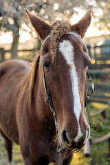 Close-Up of Brown Horse with White Blaze in Sunlit Pasture