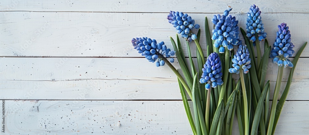 Poster top-down view of a bunch of blue muscari flowers on a white wooden surface providing a location for 