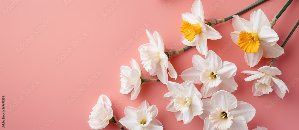 Fototapete Top view of white daffodils on a pink backdrop with room for text or other elements in the image. Copy space image. Place for adding text and design