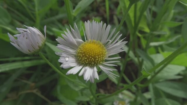 white daisy flower in the garden