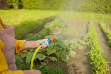 Senior woman watering fresh plants growing at home vegetable garden. Gardener taking care of plants at the backyard of her house. Concept of sustainability and growing organic. High quality photo