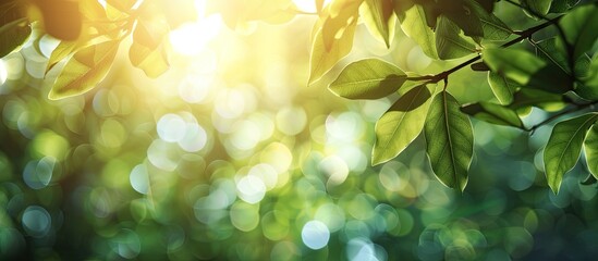 Obraz premium Blurry foliage background with sunlight glare, perfect for your text or advertisement with copy space image.