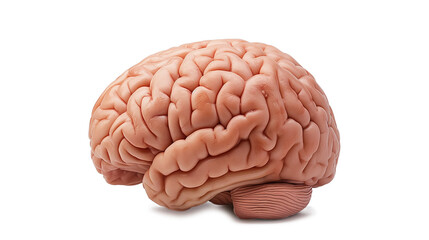 A brain is shown in a close-up, with a lot of detail