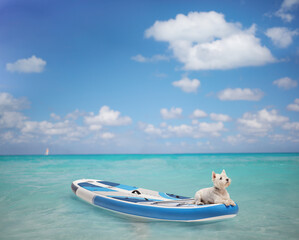 Westie terrier dog resting on a SUP