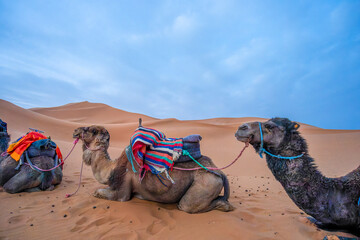 Camel riding is the main means of transportation for tourists to explore the Sahara Desert. Several...