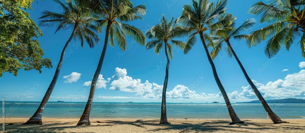 Poster palm cove featuring palm trees by the beachfront with copy space image.