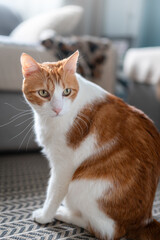 brown and white cat with yellow eyes in the living room