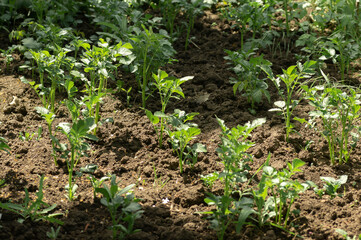 The potatoes are growing in the bed. Concept of vegetable garden, gardening, growing vegetables