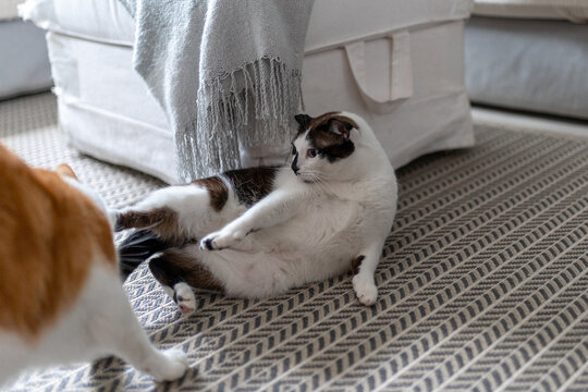 black and white cat with blue eyes lying on a carpet in the living room