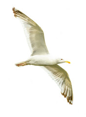 Caspian gull (Larus cachinnans) in flight