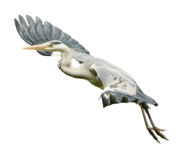 grey heron (Ardea cinerea) taking off