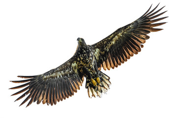 juvenile white-tailed eagle (Haliaeetus albicilla) in flight