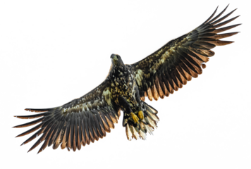 juvenile white-tailed eagle (Haliaeetus albicilla) in flight