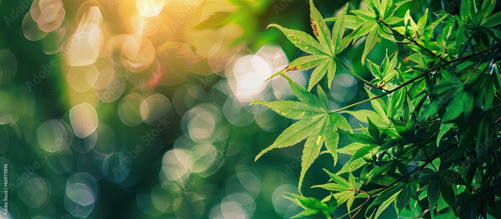 Aufkleber fresh green japanese maple leaves in a setting with copy space image.