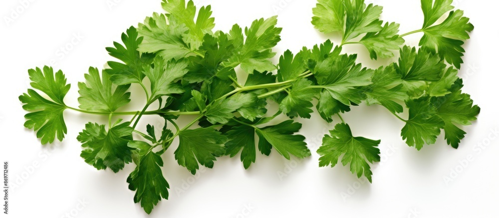Poster Parsley leaves displayed on a white background with a designated copy space image.