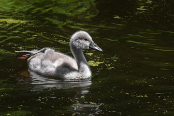 A mute swan (Cygnus olor) chick swim in a characteristic pose, raising one leg