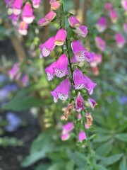 pink flowers in the wind