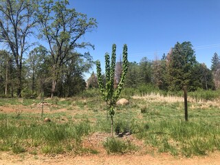 nature in the fields