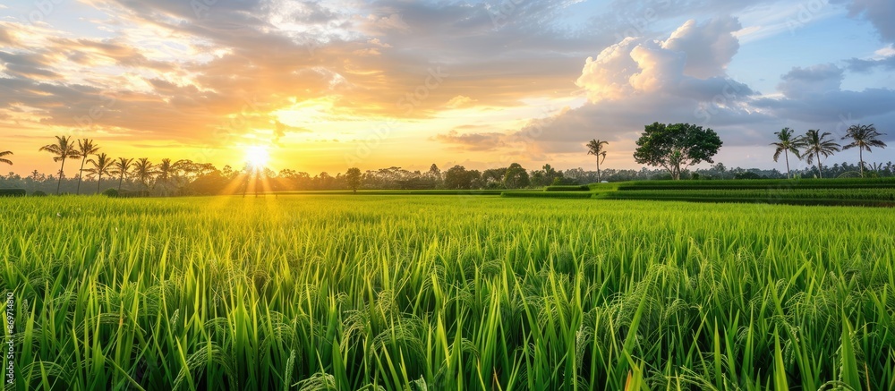 Poster lush green rice fields under a colorful sky with trees in the background growing under the sunrise w