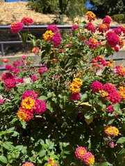 flowers in garden