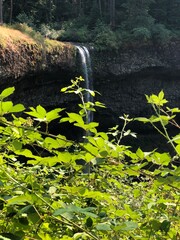 waterfall in the forest