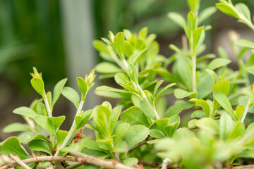 Ceratostigma Minus plant in Saint Gallen in Switzerland