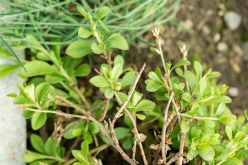 Ceratostigma Minus plant in Saint Gallen in Switzerland