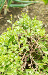 Ceratostigma Minus plant in Saint Gallen in Switzerland