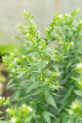 Purple gromwell or Lithospermum Erythrorhizon plant in Saint Gallen in Switzerland