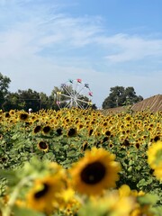field of sunflowers