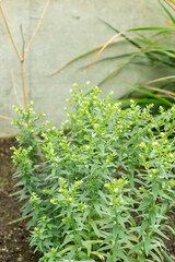 Purple gromwell or Lithospermum Erythrorhizon plant in Saint Gallen in Switzerland